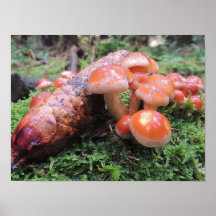 „Pilz „postieren Plakat