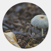 Pilz-Schmutz-Blätter Aufkleber