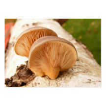 Pilze auf Birke ~ ATC Visitenkarte
