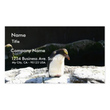 Pinguin auf Felsen Visitenkarten Vorlagen