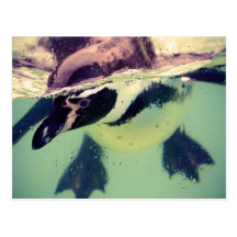 Pinguin Postkarte