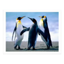 Pinguin-Postkarte