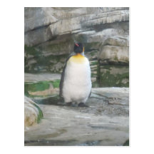 Pinguin Postkarten