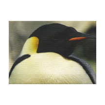 PINGUINE GESPANNTE GALERIEDRUCKE