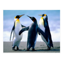 Pinguine Postkarten