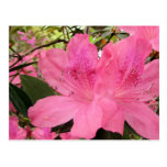 Pink-Azaleen Postkarte