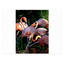 pink flamingos post cards