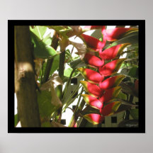 Pink Heliconia hängt heraus Plakat-Druck