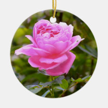 Pink Rose in Garden Ornament