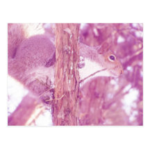 Pink Squirrel Photo Post Card