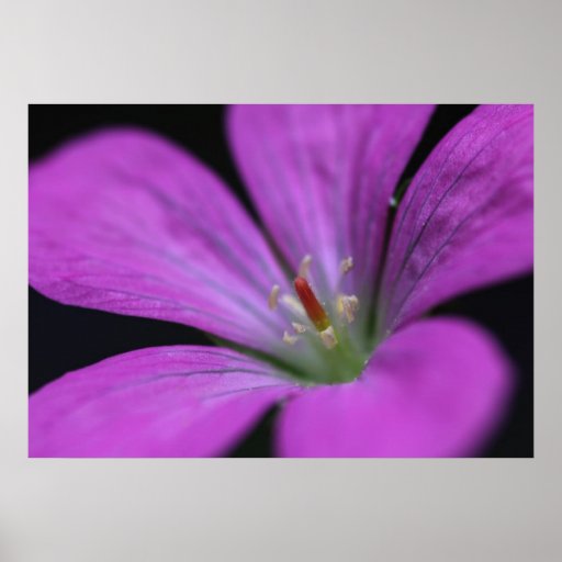 PinkFlower Plakate