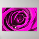 PinkRose Plakat