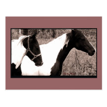 Pintos-Postkarte