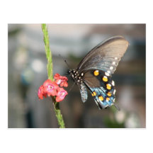 Pipevine Postkarte