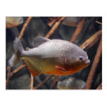 Piranha - Unschuldig, das Brown-Fische schaut Postkarte