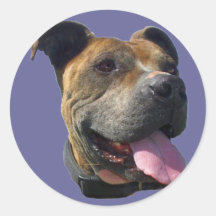 Pitbull Aufkleber