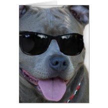 Pitbull Grußkarte