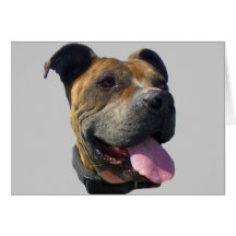 Pitbull Grußkarte
