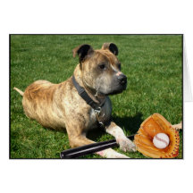 Pitbull mit Baseball Karten