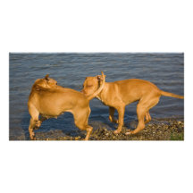 pitbulls in der Liebe Fotokarte