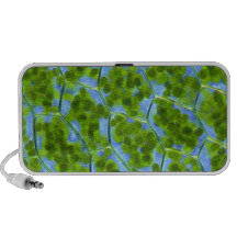 Plagiomnium läutern Pflanzen-Zellen mit Chloroplas Mp3 Speaker