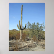 Plakat der Sonoran Wüsten-Szene 07