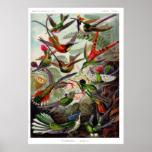 Plakat des Trochilidae-(Kolibri)