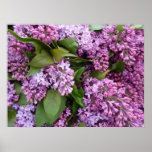 PLAKAT - Fliedern im Frühling Frankreich