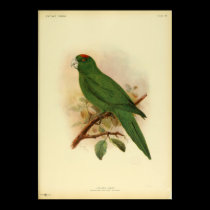 Plakat-GuadeloupeParakeet ausgestorbenes 1908 Vint poster
