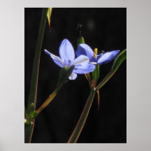 Plakat - lila Blumen