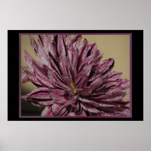 Plakat - lila Dahlie-Blume