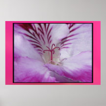 Plakat - Lila-Rosa Blume