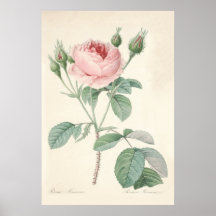 Plakat Rosa Muscosa