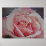 PLAKAT rosa Rose