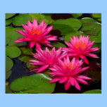 Plakat - rosa Wasserlilien/lilypads poster