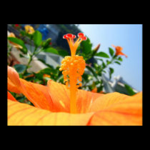 Plakat-Rose Malve poster