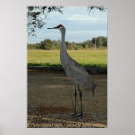 Plakat/Sandhill Kran