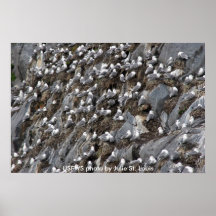 Plakat/Schwarz-mit Beinen versehene Kittiwake-Kolo