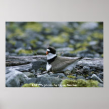 Plakat/Semipalmated Regenpfeifer auf Nest