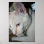 Plakat, weiße Katze