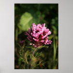 Plakat - Wildblume