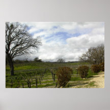 Plakat: Zenaida Weinberge, Paso Robles, CA