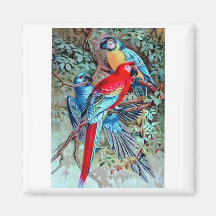 Plappert bunte Malerei der wilden Vögel des Macaw  Magnete