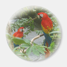 Plappert - Scarlette Macaw - Magneten nach