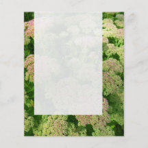 Platte 0108 - Sedum "Herbst-Freude " Flyer