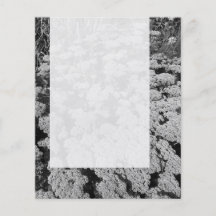 Platte 0109 - Sedum "Herbst-Freude" (B&W) Flyerbedruckung