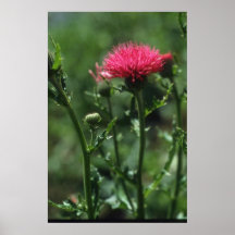 Plumed Blumen der Distel (Cirsium Japonicom) Plakatdruck