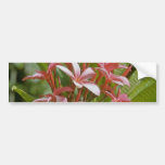 Plumeria acuminata Blumen Autosticker