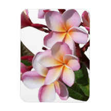 Plumeria-Blumen-Prämien-Magnet