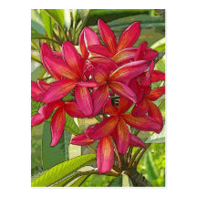 Plumeria - künstlerischer Entwurf auf Postkarte